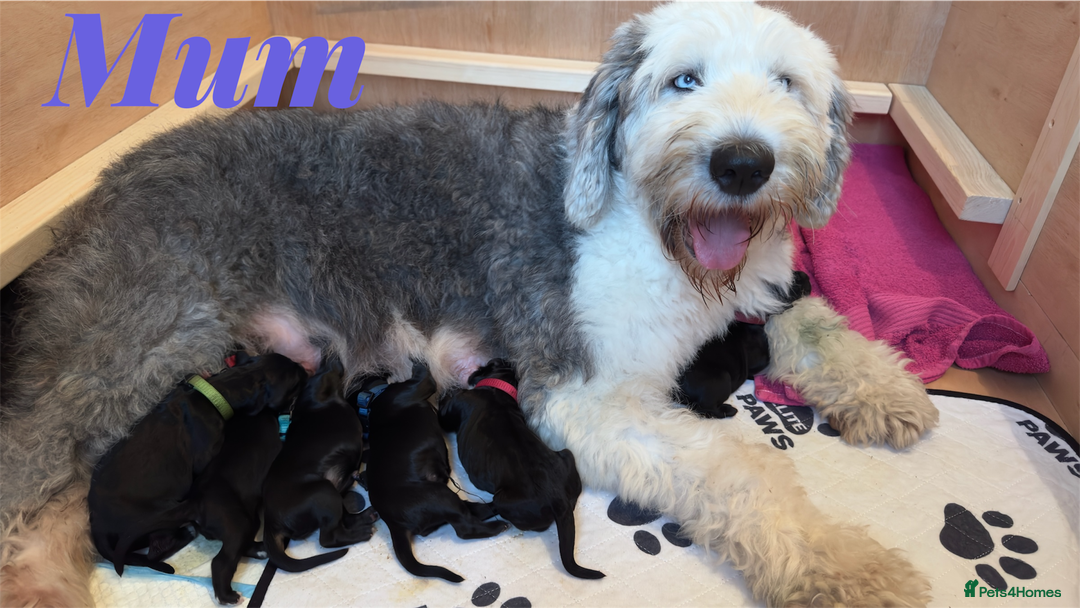 Mixed Breed dogs for sale: Sheepadoodle Puppies! Tuxedo Marking - Advert 1