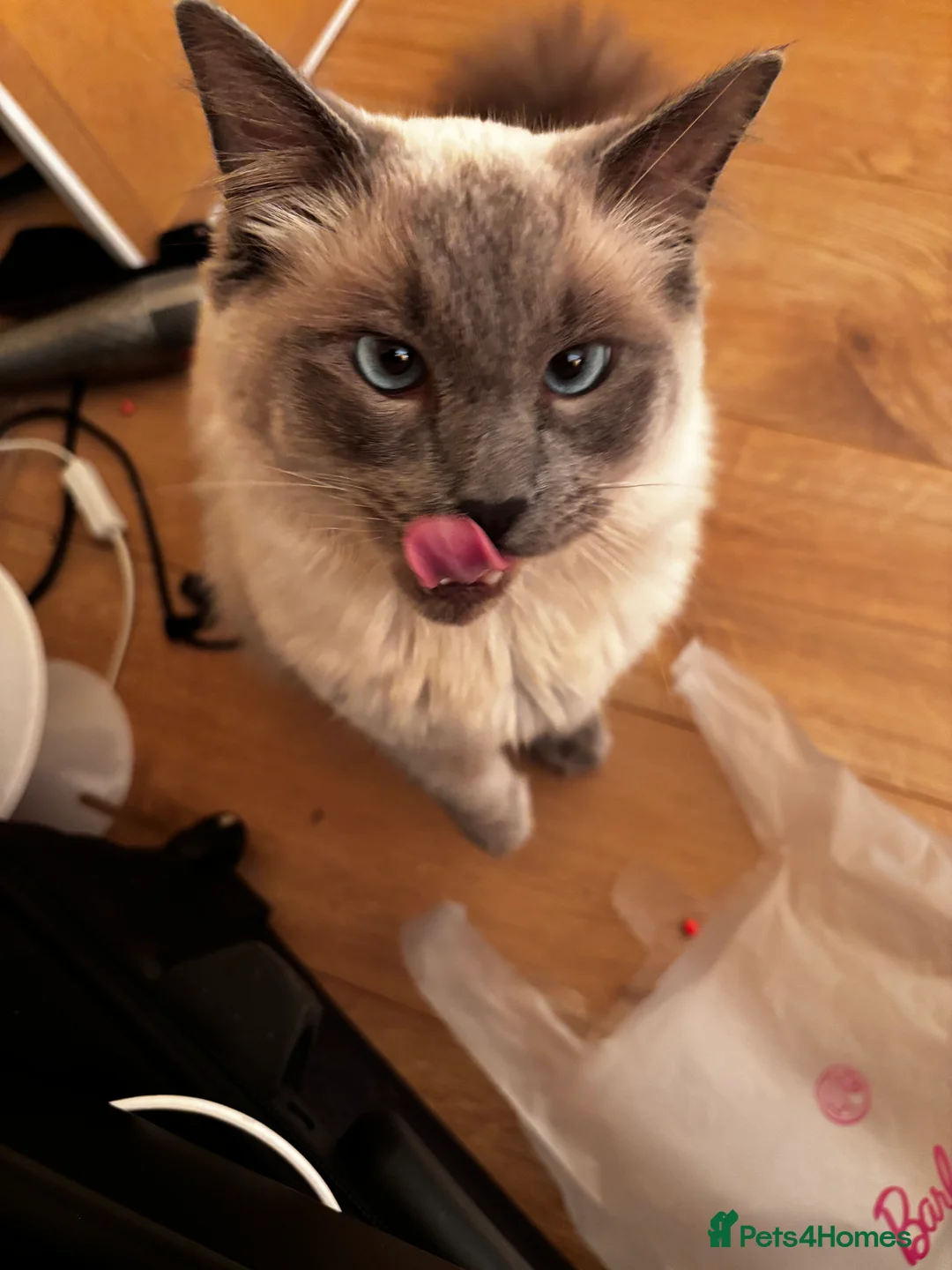 Ragdoll cats for sale: Ragdoll for sale  - Advert 1