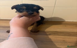 Yorkshire Terrier dogs for sale: Yorkshire terrier puppies - Image 14