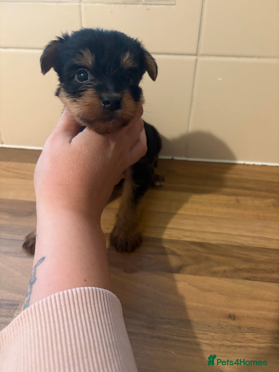 Yorkshire Terrier dogs for sale: Yorkshire terrier puppies - Image 14