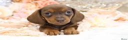 Dachshund dogs for sale: KC Miniature Dachshund Puppies - Advert 1