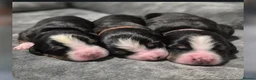 Bernese Mountain Dog dogs for sale: Cute Delighted  Bernese Mountain Puppies  in Folkestone - Advert 5