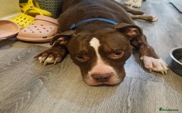 Mixed Breed dogs for sale: Staff x american bull boy in need of a home - Image 5