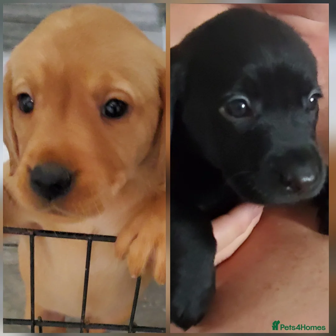 Labrador Retriever dogs for sale: 12 beautiful labrador puppies  - Advert 2