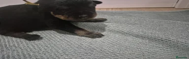 Rottweiler 5