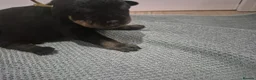 Rottweiler dogs for sale: RKC Registered Traditional Rottweiler Puppies  - Advert 11