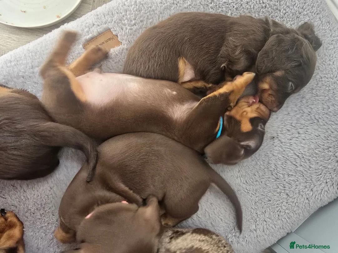 Miniature Dachshund dogs for sale: Miniature Dachshund Puppies - Advert 13