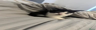 Mixed Breed Kitten 2