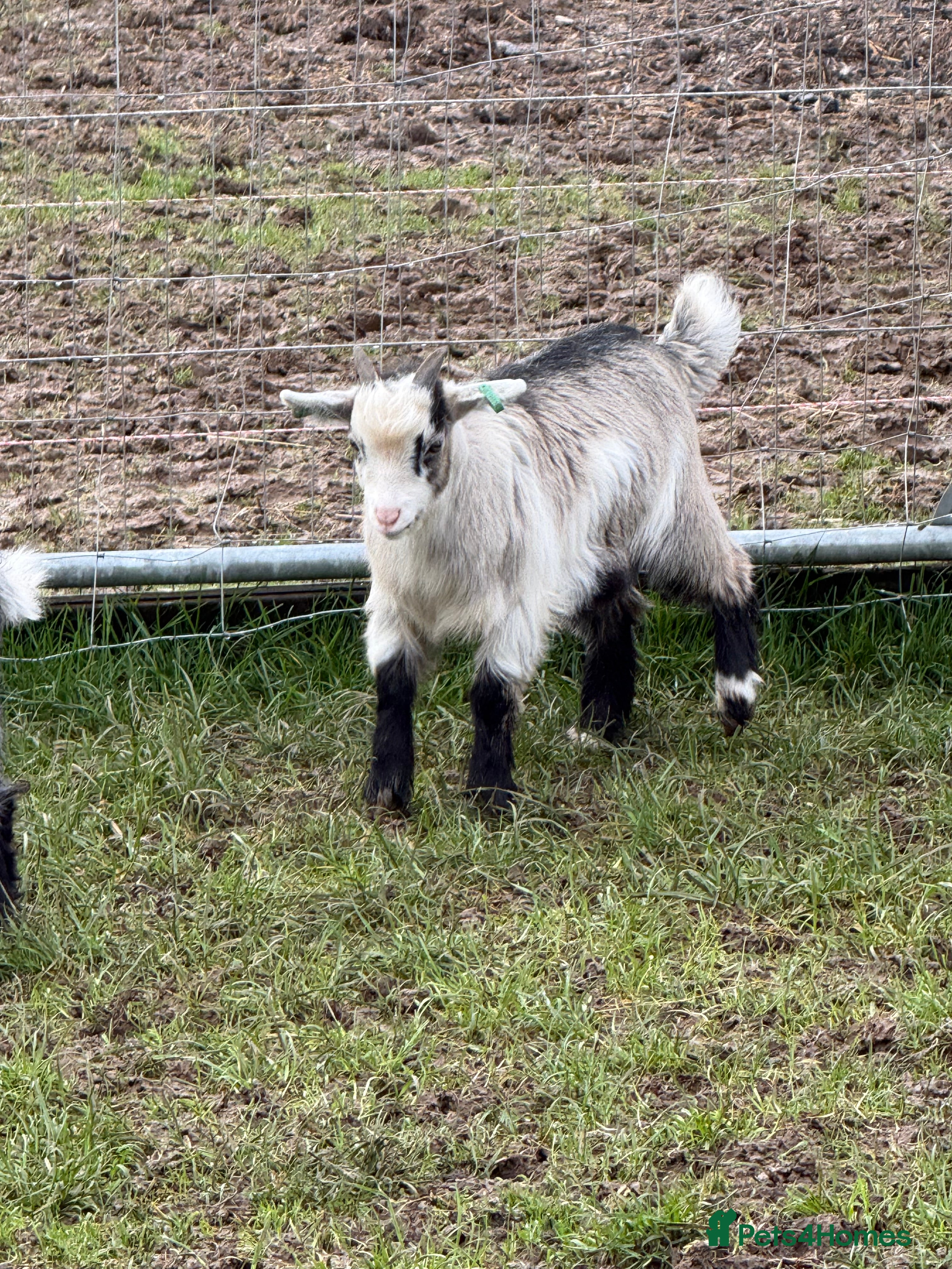 Goats livestock Pygmy  - Advert 6