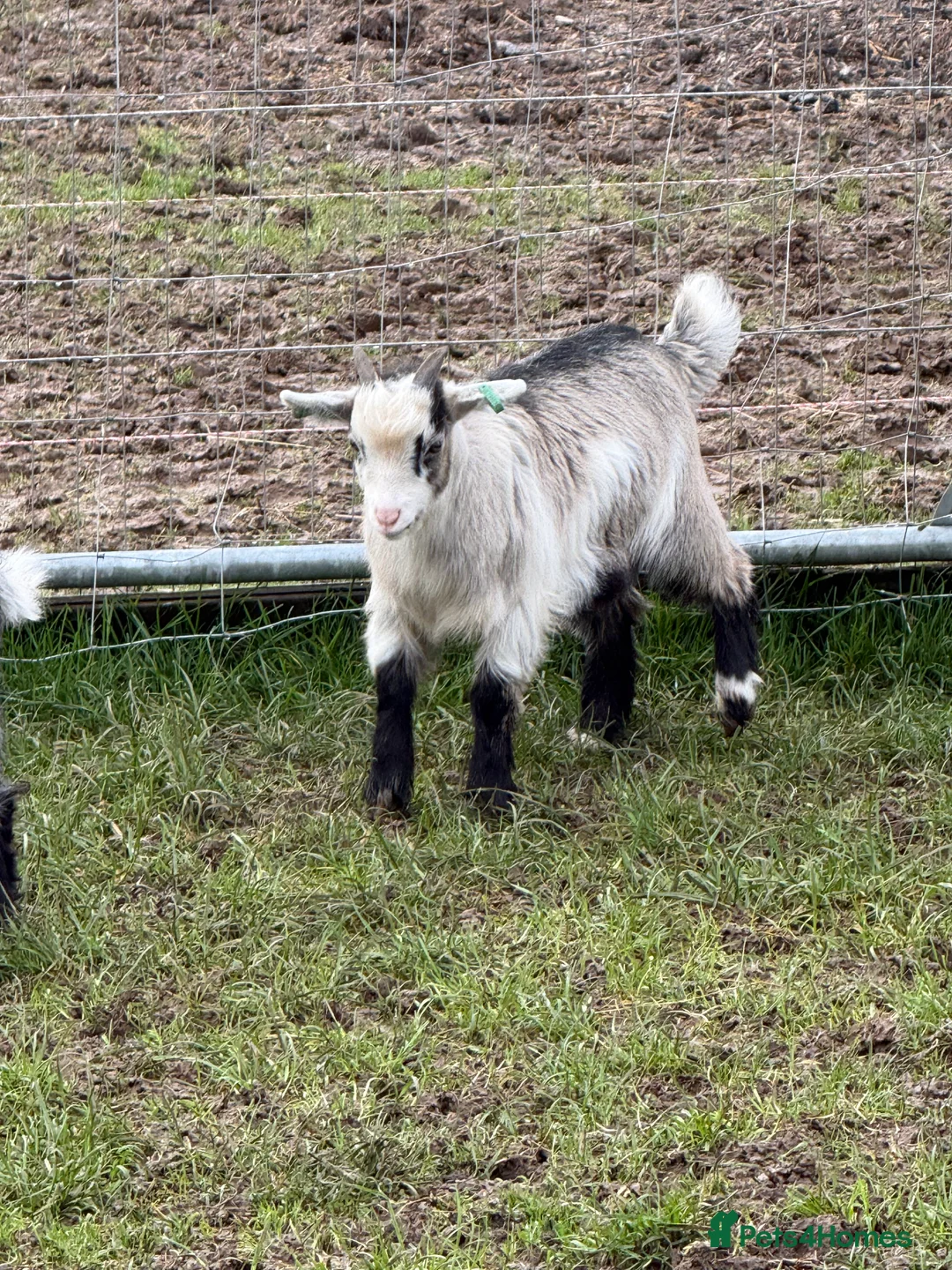 Goats livestock for sale: Pygmy  - Advert 1