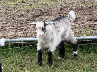 Goats livestock Pygmy - Advert 6