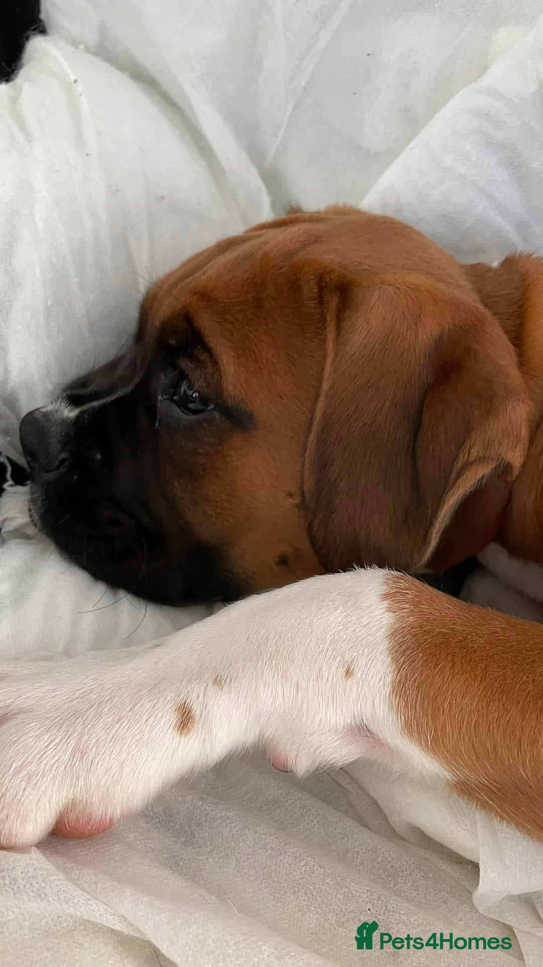 Boxer dogs for sale: A Second Chance for a Gentle Boxer - Advert 18