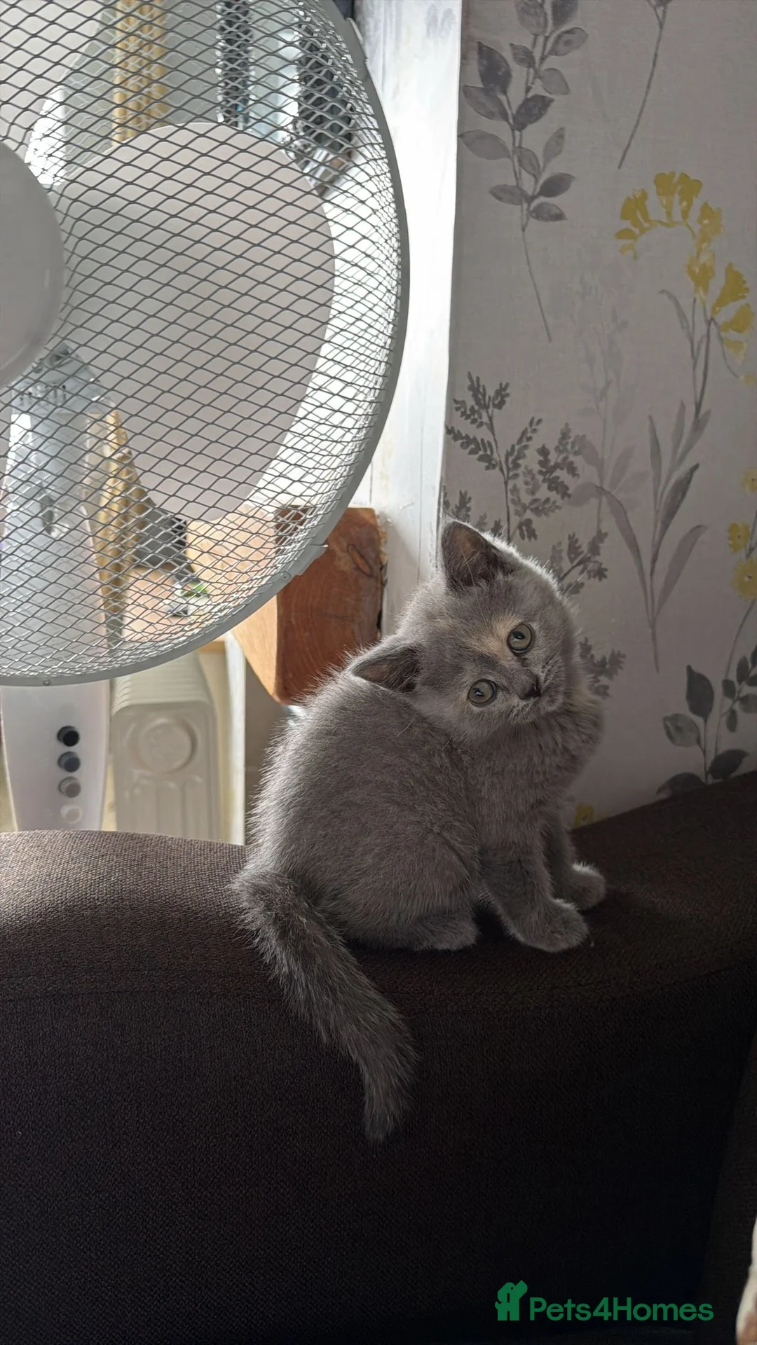 British Shorthair cats for sale: British short hair  in Birmingham - Advert 2