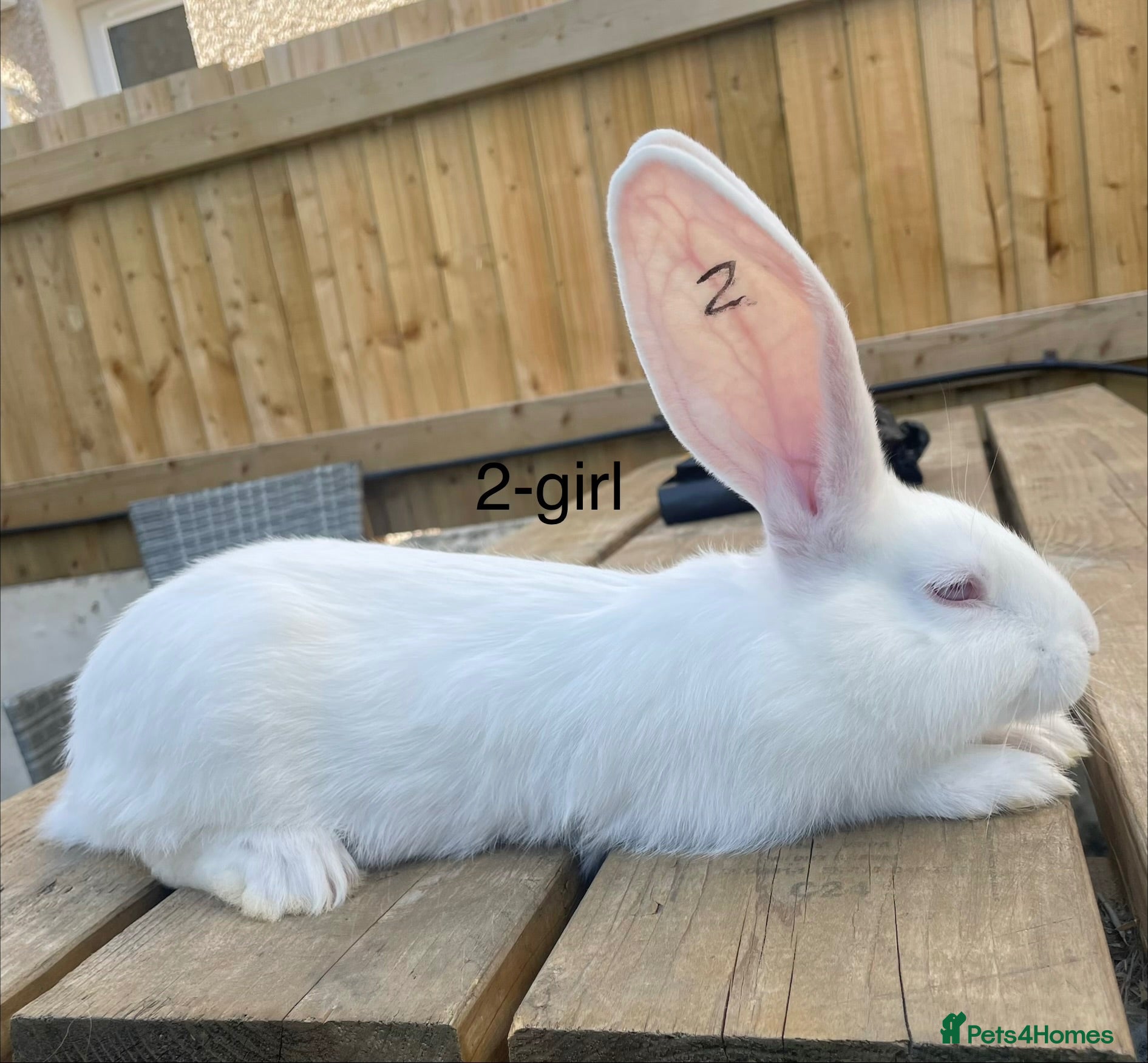 Continental Giant rabbits Beautiful pure bred continental giants - Advert 1