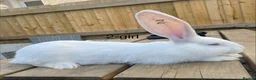 Continental Giant rabbits for sale: Beautiful pure bred continental giants - Advert 13
