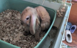 Mini Lop rabbits for sale: Beautiful mini lop babies ready for new homes - Image 8
