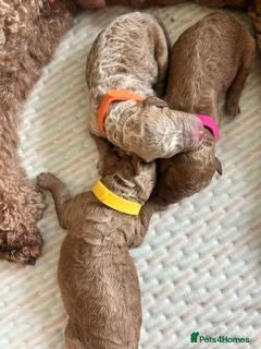 Miniature Poodle dogs Quality pups - bred for health and temperament - Advert 2