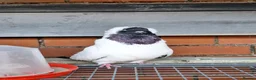 Pigeons birds for sale: 4 mix pigeon for sale - Advert 3