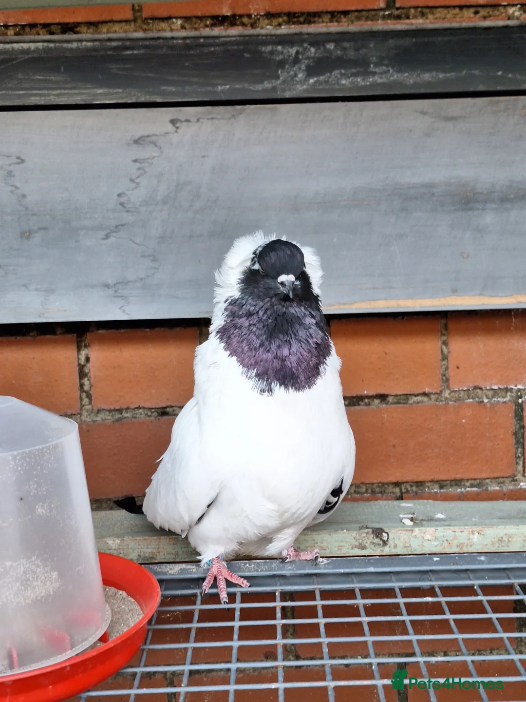 Pigeons birds for sale: 4 mix pigeon for sale - Advert 3