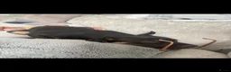 Mixed Breed dogs for sale: Dog for sale in Bedworth - Advert 9