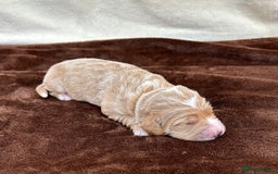 Double Doodle dogs for sale: Stunning Double Doodle Puppies  - Image 13