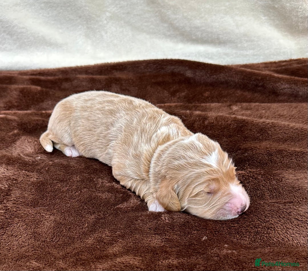Double Doodle dogs for sale: Stunning Double Doodle Puppies  - Image 13
