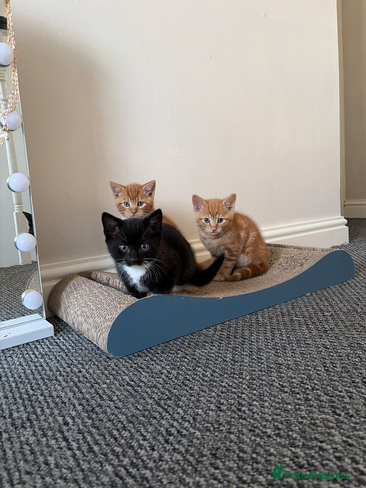 Mixed Breed cats 3 Beautiful Kittens  - Advert 1