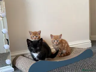Mixed Breed cats 3 Beautiful Kittens - Advert 1