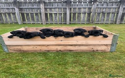 Labrador Retriever dogs for sale: KC registered Black Lab pups - Image 1