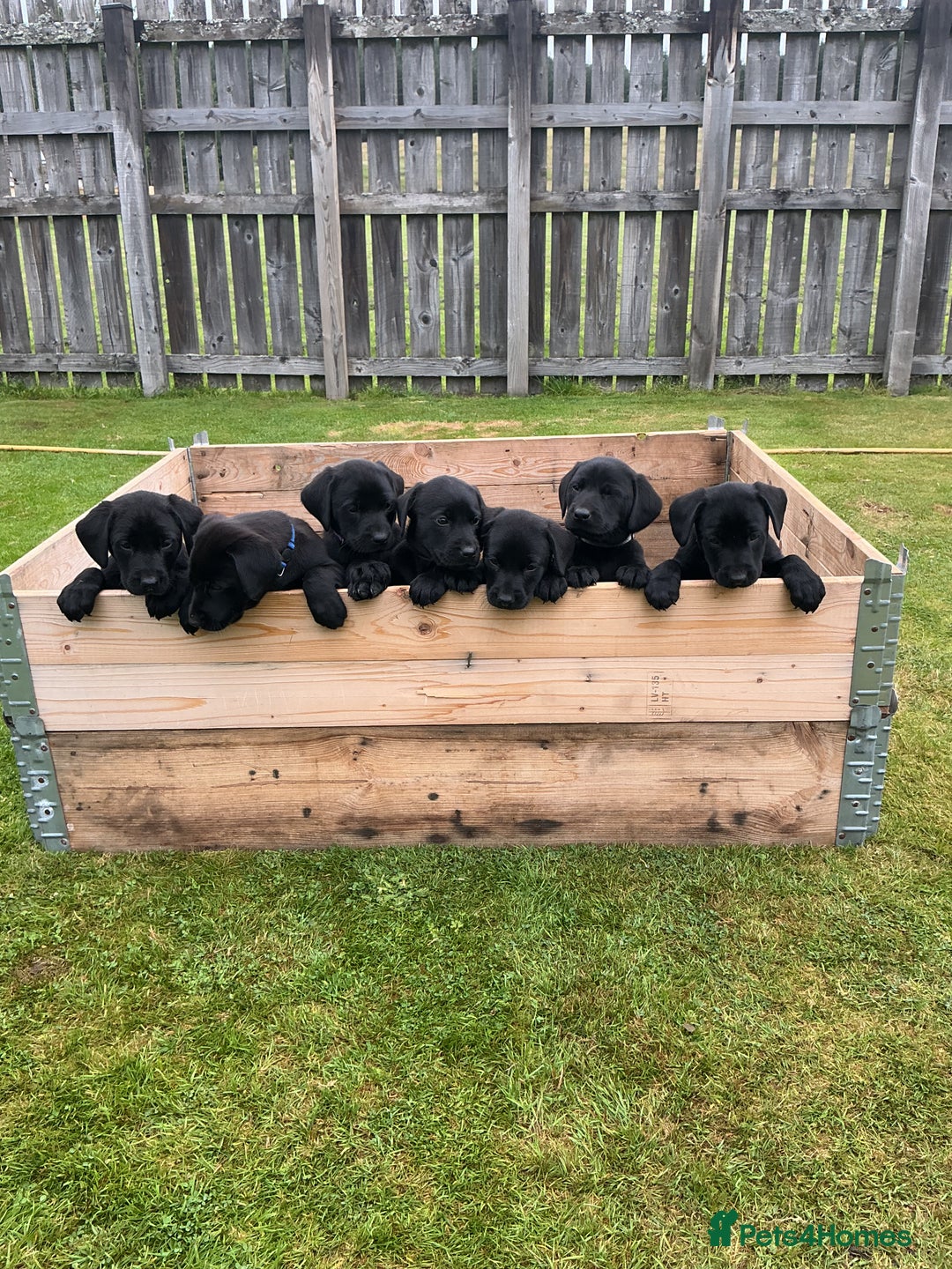 Labrador Retriever dogs for sale: KC registered Black Lab pups - Image 1