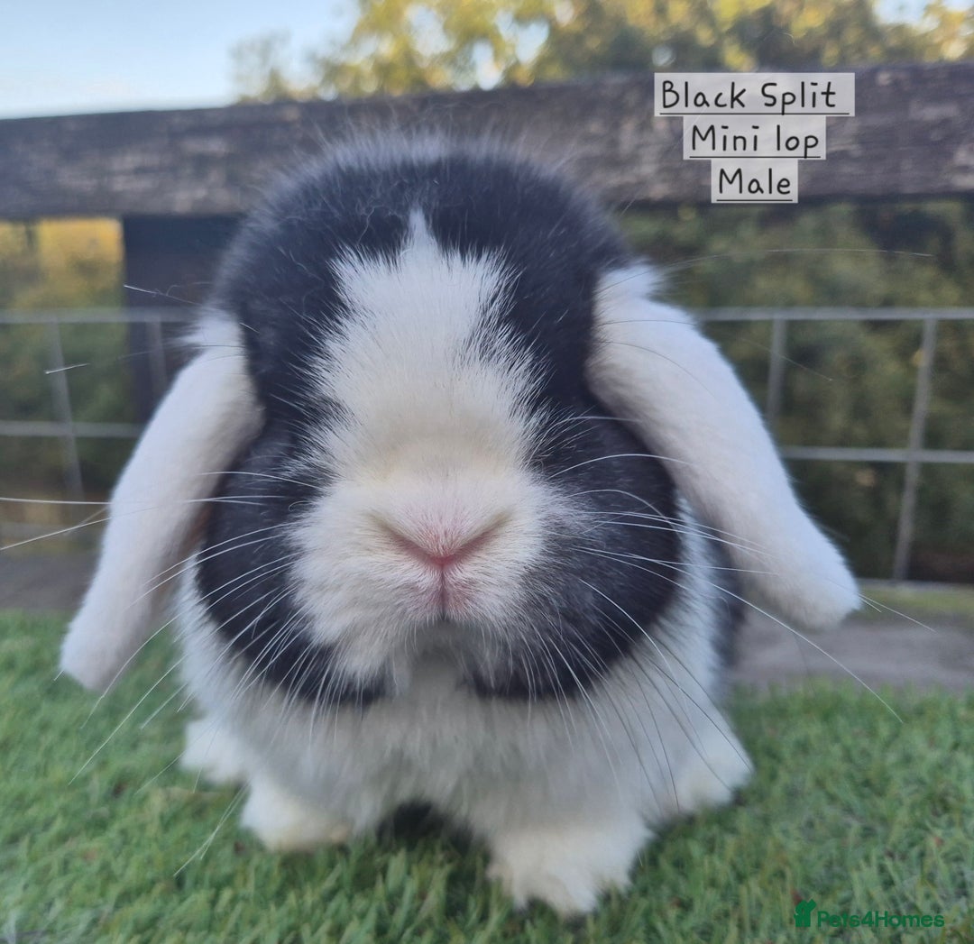 Mini Lop rabbits for sale: Various Mini Lops  - Advert 20