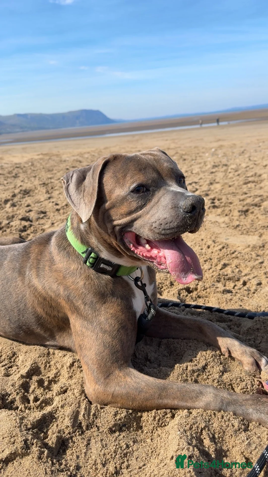 American Bulldog dogs for sale: America bulldog looking for a loving home! - Advert 1