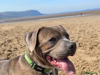 American Bulldog dogs America bulldog looking for a loving home! - Advert 4