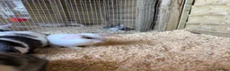Mixed Breed rabbits for sale: Lop x mixed breed kits - Advert 2