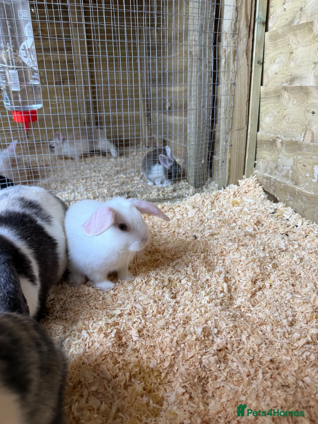 Mixed Breed rabbits for sale: Lop x mixed breed kits - Advert 2