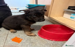 German Shepherd dogs for sale: German shepherd pups  in Scunthorpe - Image 14