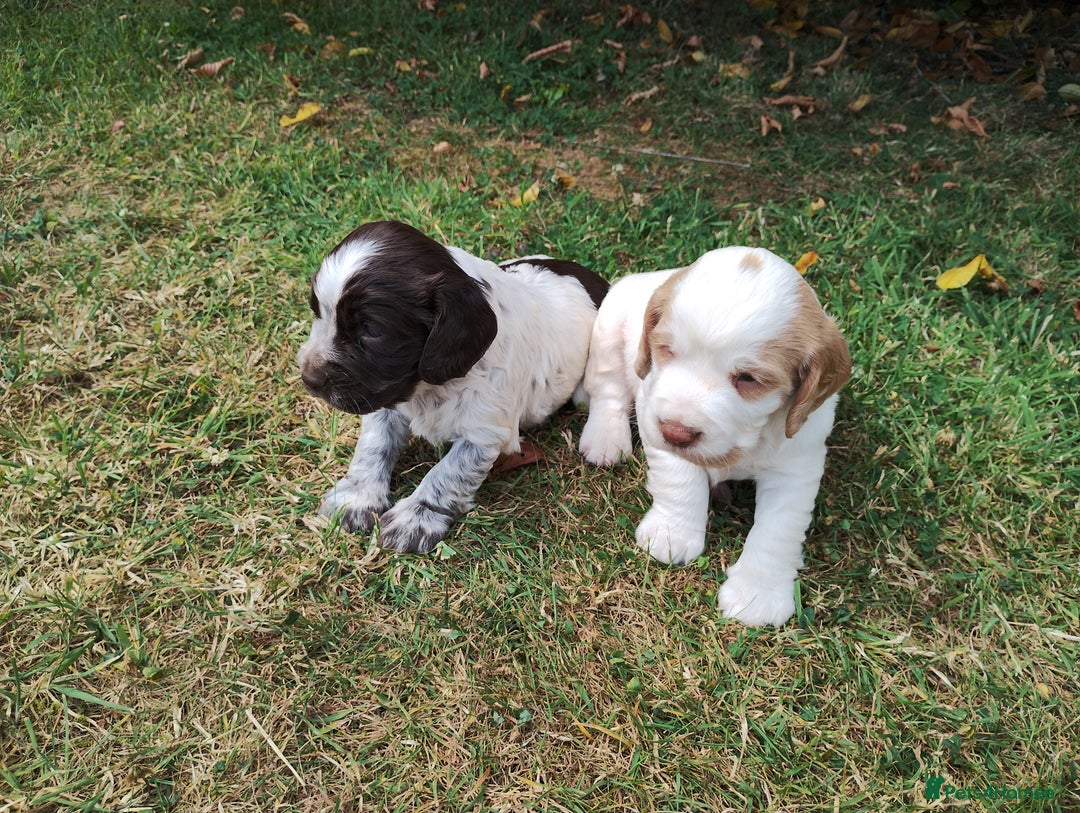 Cocker Spaniel dogs for sale: Cocker Spaniel Puppies - Image 18