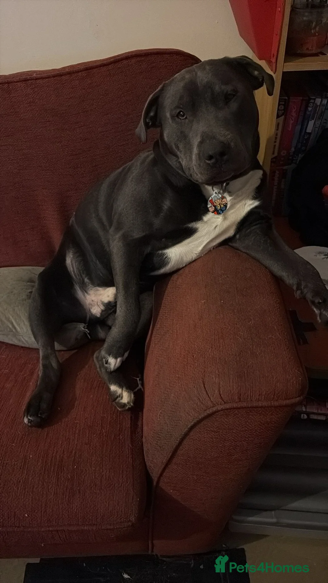 Staffordshire Bull Terrier dogs for stud: Handsome peewee - Advert 4