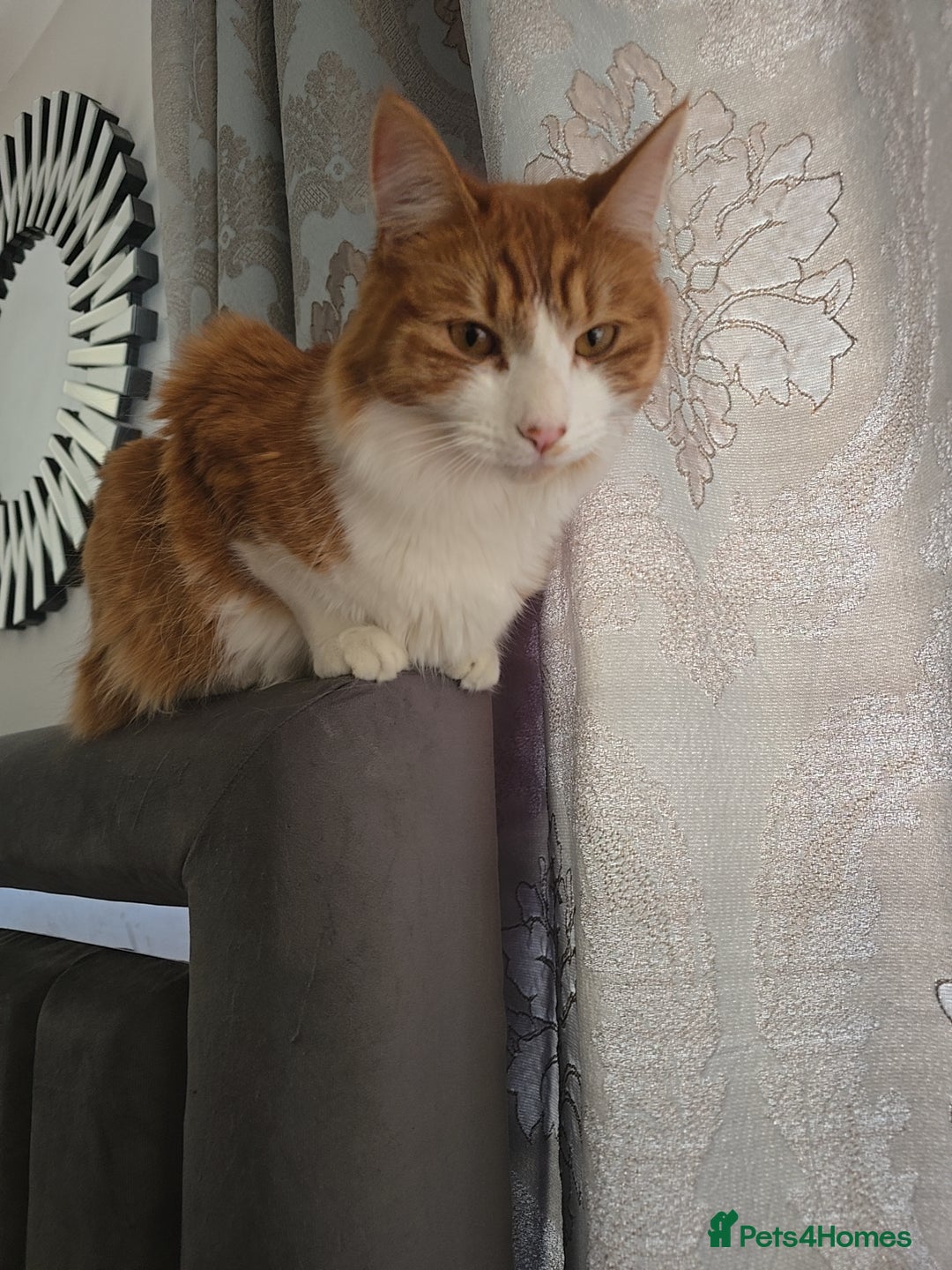 Mixed Breed cats for sale: Simba ginger mixed breed  - Image 7