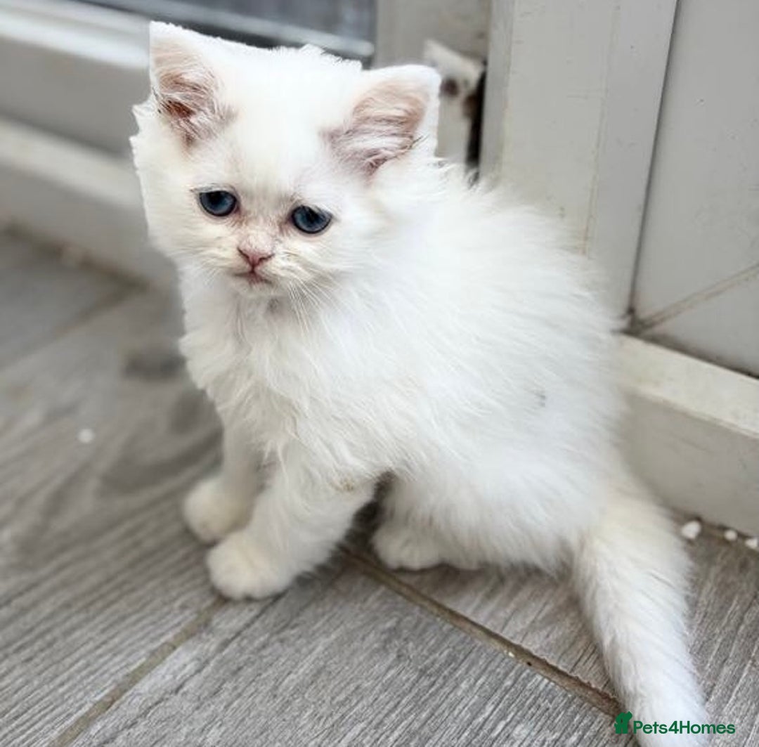 Persian cats for sale: Outstanding litter of Persian x kittens,  - Image 25