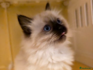 Ragdoll cats Beautiful Seal Point Ragdoll Kittens – for sale - Advert 6