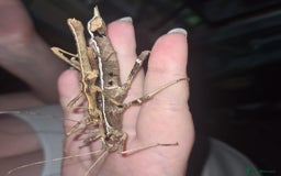 Stick Insects invertebrates for sale: Sungaya stick insects and enclosure - Image 1