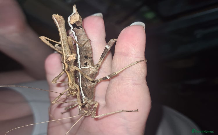 Stick Insects invertebrates - Advert 1