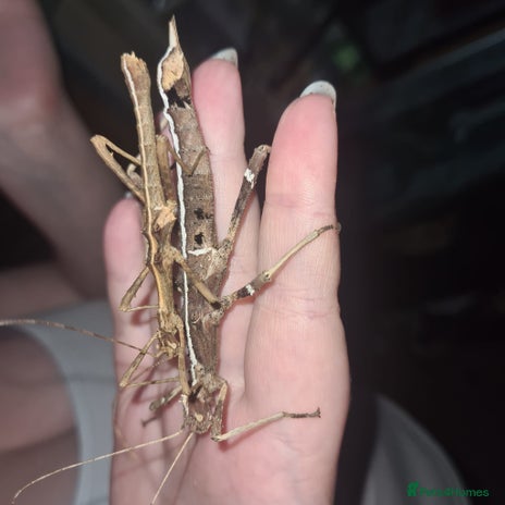 Stick Insects invertebrates - Advert 1