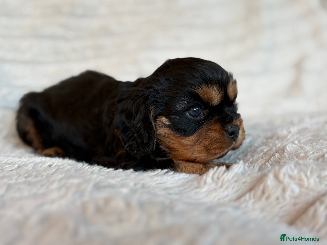 Cavalier King Charles Spaniel dogs for sale: Cavalier King Charles spaniel puppies - Advert 2