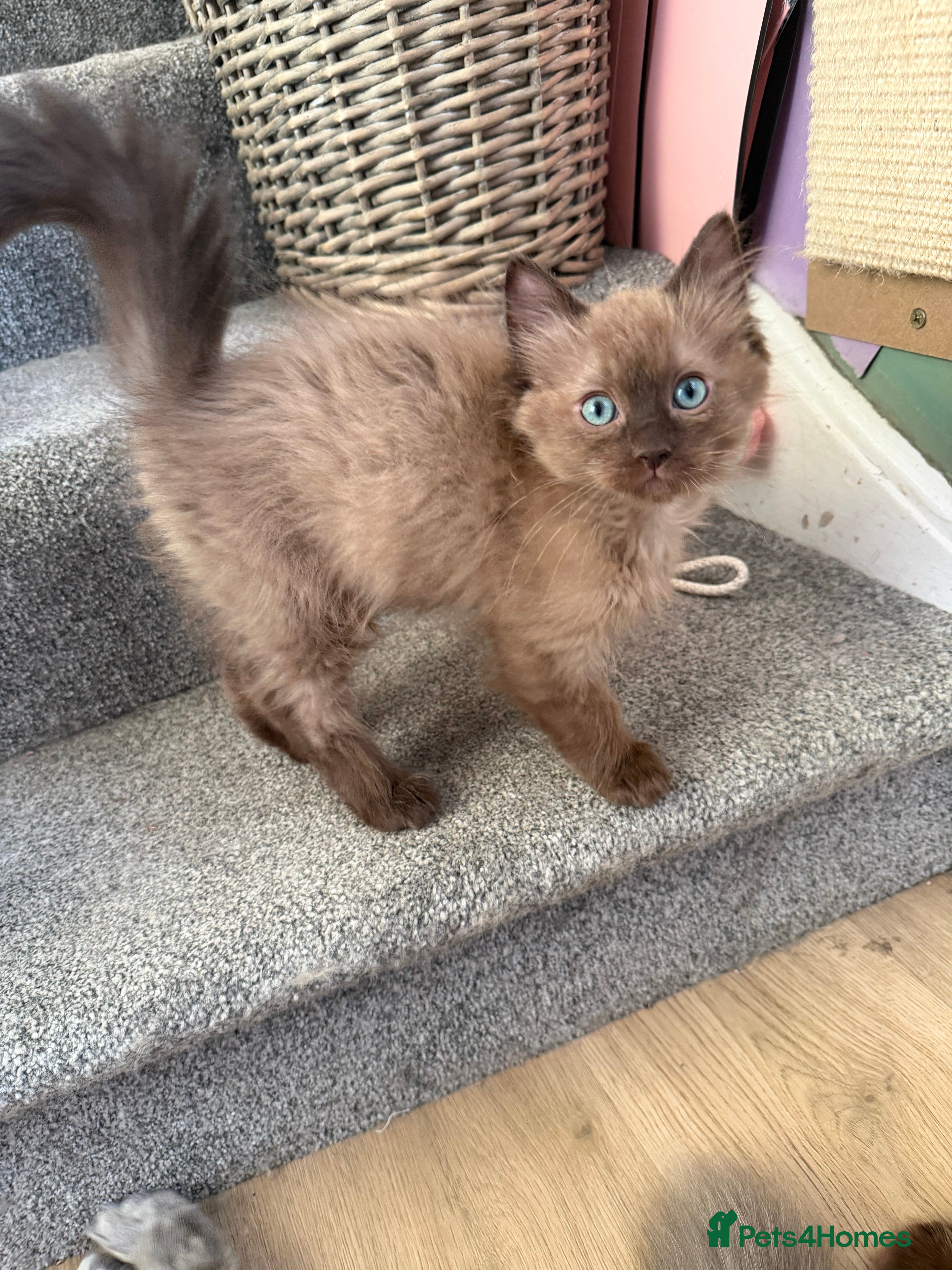 Ragdoll cats Tica Registered Mink Ragdolls - Advert 2