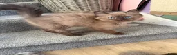 Ragdoll cats for sale: Tica Registered Mink Ragdolls - Advert 31