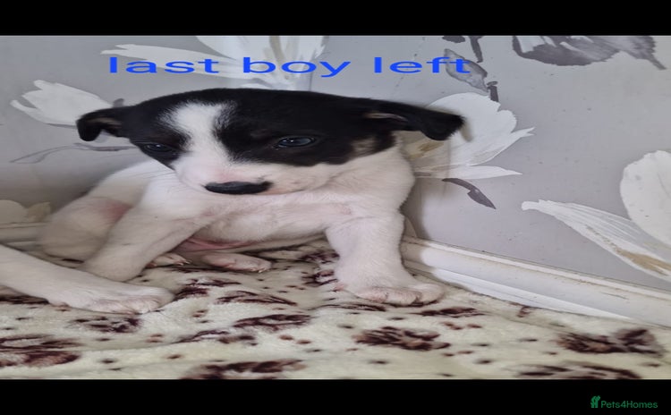 Mixed Breed dogs - Advert 1