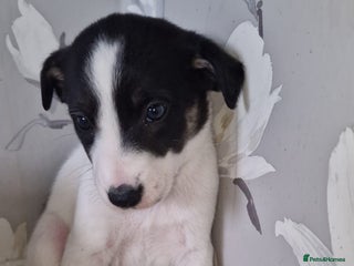 Mixed Breed dogs - Advert 34