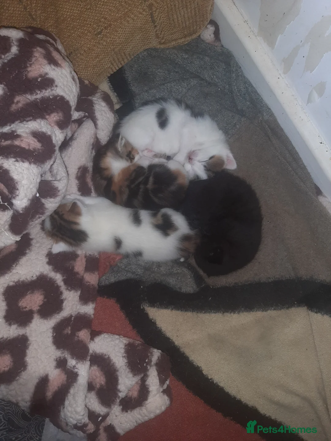 British Longhair cats for sale: Kittens for sale in Nottingham - Advert 2